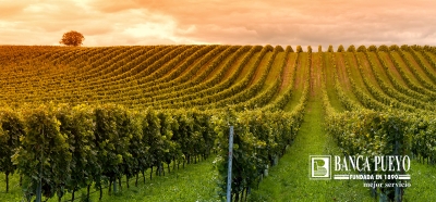 Ayudas a la primera instalaci&oacute;n de j&oacute;venes agricultores